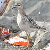 Buff-breasted Sandpiper